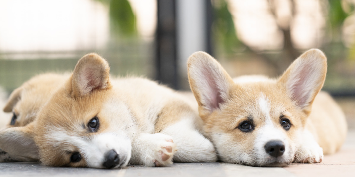 ペットと過ごす